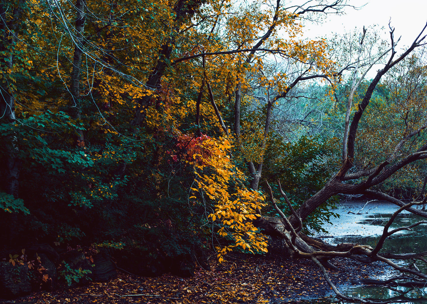 fall-leaves-changing.jpg